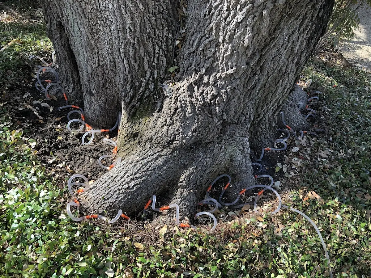Detailed Tree Cabling and Bracing job site in Little Cedar