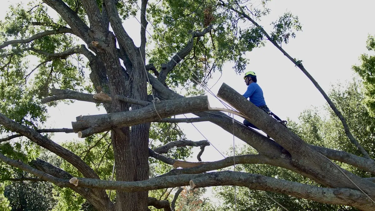 Professional Crown Thinning performed by certified arborists in Little Cedar