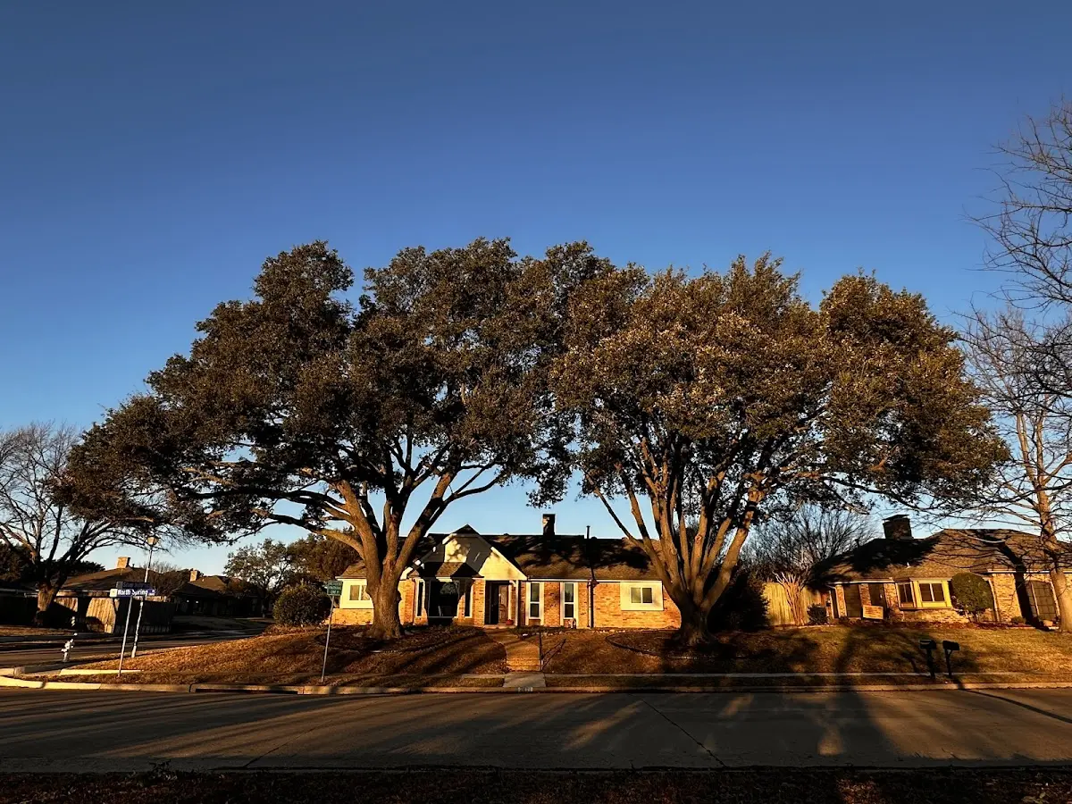 Established residential canopy tree shading a home in Little Cedar